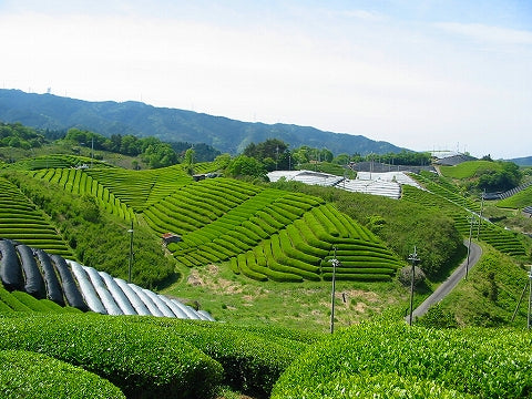 Gyokuro Stem Hōjicha Powder