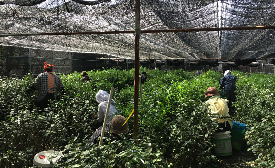 Matcha Chocolate flavour