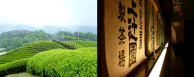 Uji Matcha Kagayaki "耀"