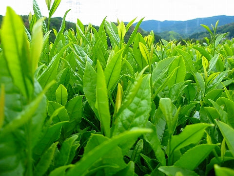 Gyokuro Stem Hōjicha Powder
