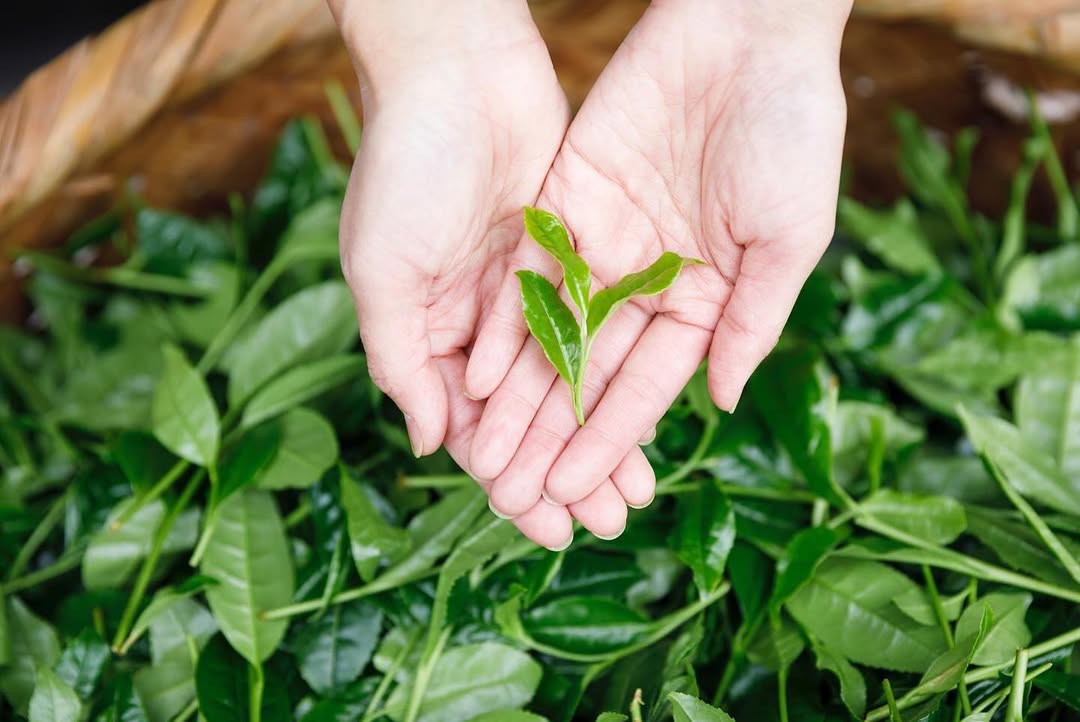 Ceremonial and Latte Matcha - Furin (風凛)