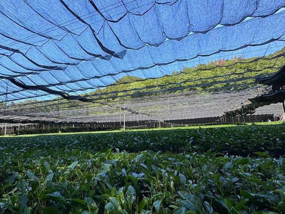 Ceremonial and Latte Matcha - Furin (風凛)